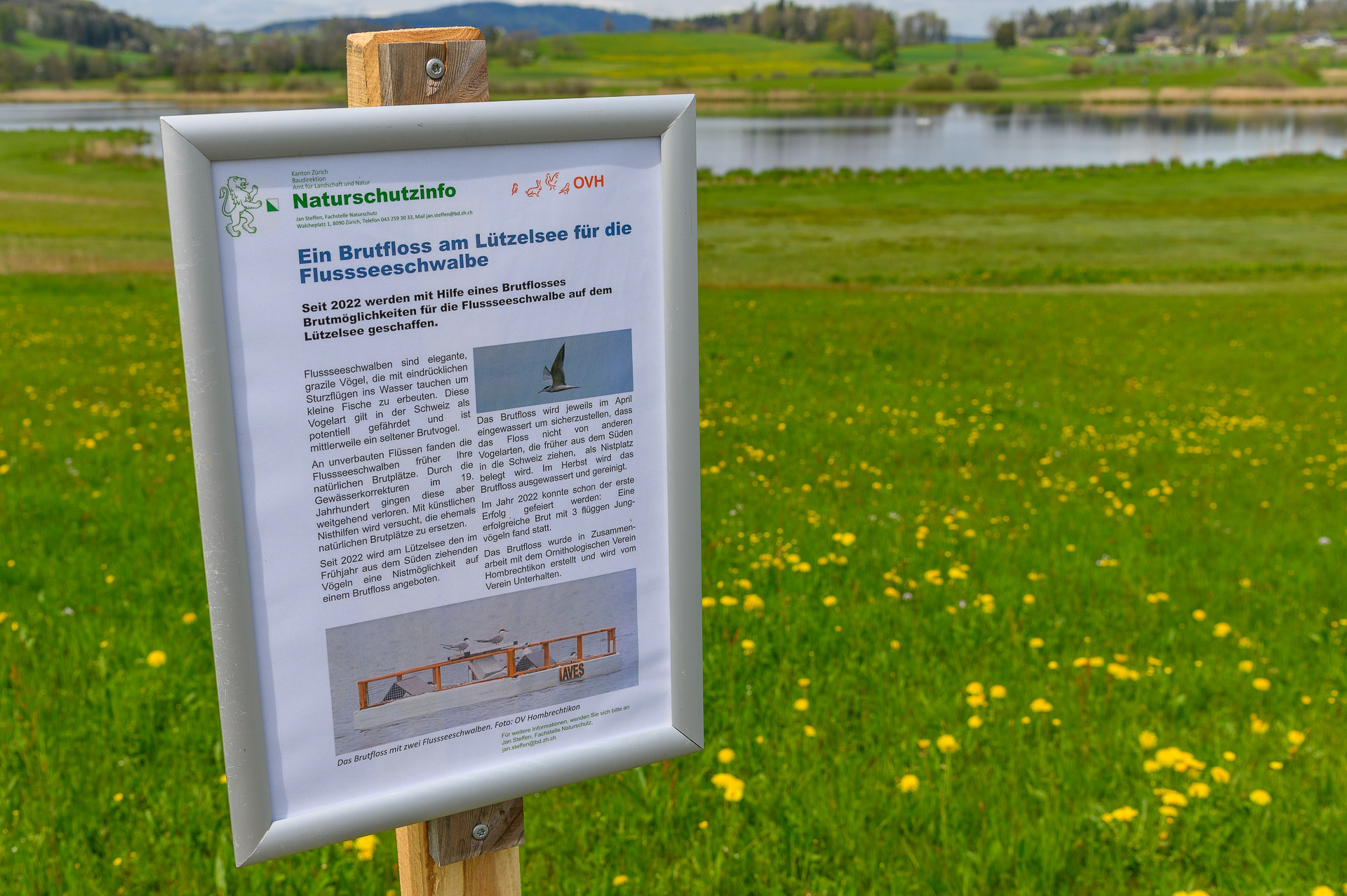 Neue Infotafel über das Flussseeschwalbenfloss am östlichen Ufer des Lützelsees
